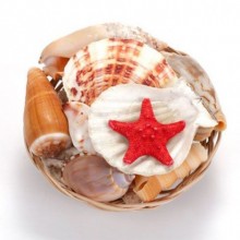 Yapay Mercan Sepeti 2,5 inç