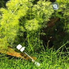 JBL PLACOLLECT PLANARYA TUZAĞI