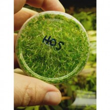 Hottonia palustris İn Vitro Canlı Bitki Kapta 