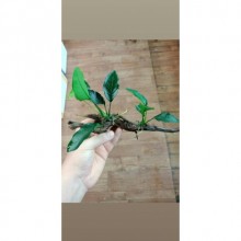 Anubias Barteri Sarılı Yati ve Mangrov Kökleri 10-20cm arası Boylarda