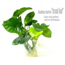 Anubias barteri 'broad leaf' 1Kök -15-20cm Boyunda