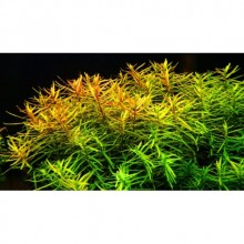 Didiplis Diandra İn Vitro Kutuda Canlı Bitki