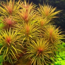 Pogostemon stellata (Eusteralis) İn Vitro Canlı Bitki