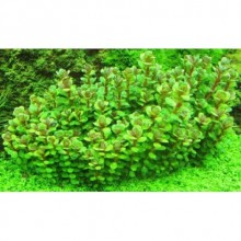 Ammania Bonsai in Vitro 200cc JAR Canlı Bitki