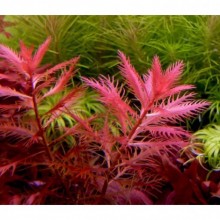 Proserpinaca Palustris Cuba in Vitro 200cc JAR Canlı Bitki