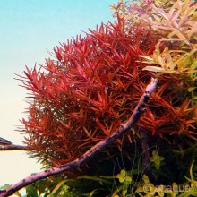 Rotala h'ra in Vitro 200cc JAR Canlı Bitki