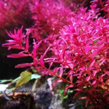Rotala Macrandra Mini Pink Vitro 200cc  JAR Canlı Bitki
