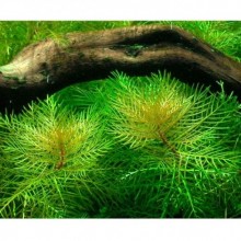 Myriophyllum Mattogrossense Vitro 200cc  JAR Canlı Bitki