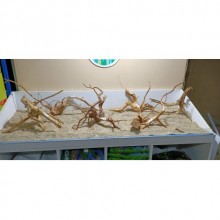 Red Moor Yati / Spider Wood Çöl Kütüğü XXL Boy 