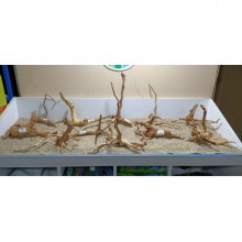 Spider Wood Çöl Kütüğü L Boy 