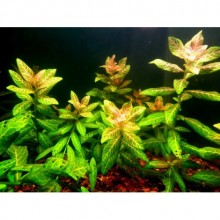 Hygrophila Rosanervis Vitro Canlı Bitki Jar 200cc/JH17