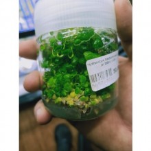 Hydrocotyle Tripartita /Sp.Japan Vitro Jar 200cc / JH08