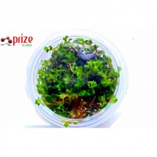 Rotala Mexicana Bangladesh - İn Vitro 120cc / Orta Plan ve Arka Plan Bitkisi