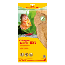 sera catappa yaprağı XXL 32  cm (10 adet)