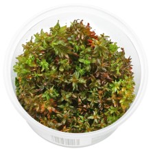 Rotala Macrandra Mini Pink in Vitro 100cc  / Orta ve Arka Plan Bitkisi