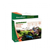 Eurostar Bitki Tohumu Eleocharis Parvula