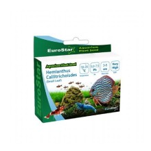 Eurostar Bitki Tohumu Hemianthus Callitrichoides (cuba)