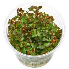 Ludwigia palustris red L17 Vitro 100cc