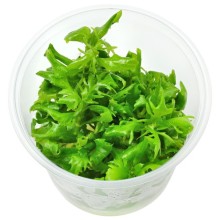 Hygrophila difformis H13 Vitro 120cc