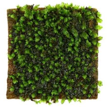 Fissidens sp. Nobilis 50cc Kapta Moss /  X10