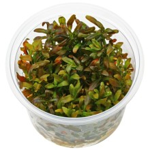 Rotala ramosoir SUNSET Vitro 120cc /  R31