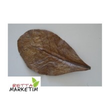 Catappa Yaprağı 12-15 cm arasında 10 Adet