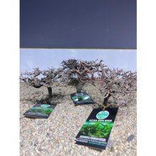 Mini Bonsai Tree Ağaç Dekoru (  10-20 cm Çapında - 10-20 cm Yüksekliğinde )