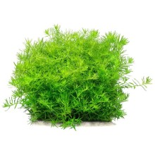 Rotala İndica Green Vitro Bitki 120cc /R07C 