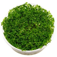 Rotala İndica Green Vitro Bitki 120cc /R07C 