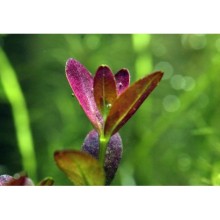 Rotala florida Vitro Bitki 100cc /R21C