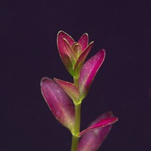 Rotala florida Vitro Bitki 100cc /R21C