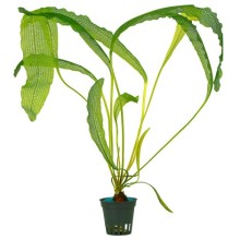 Aponogeton Madagascariensis Henkelianus Soğan 