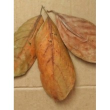 Jack Fruit Ağacı Yaprağı 10\'lu Paket 8-15 cm