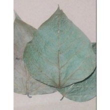 King Dadap / Hint Mercan Ağacı Yaprağı 10\'lu Paket 7-13 cm