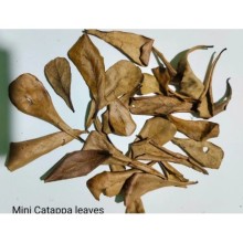 Catappa Yaprağı 25\'li Paket (XS) Mini Boy 3-7 cm