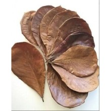 Catappa Yaprağı 10\'lu Paket (XL) Dev Boy 21-30 cm