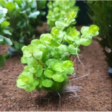 Lysimachia nummularia aurea vitro bitki 100cc / L24