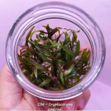 Cryptocoryne axelrodi vitro bitki 200cc / C34
