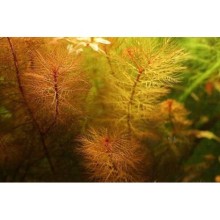 Myriophyllum tuberculatum vitro bitki 200cc / M15J