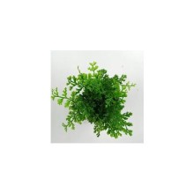 bolbitis difformis mini 1bağ 