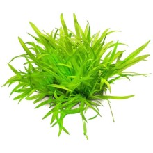 Echinodorus magdalenensis 1kök Canlı Bitki