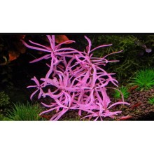 Hygrophila lancea 'Chai PİNK LADY  1 Bağ Canlı Bitki / Nadir Özel Tür Bitki 