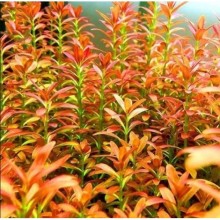 LAGELANDARY MEBOLDİ RED 1  XL saksı Canlı Bitki / Nadir Özel Tür Bitki  Saksıdan Bölme