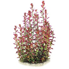 Rotala florida sunset ramosior 1 Bağ Canlı Bitki Özel Tür