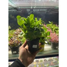 Lysimachia parvifolia SAMALOUS Green XL Saksıdan Bölme   1 Adet Canlı Bitki