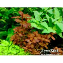 Ludwigia guinea vitro 100cc/L28