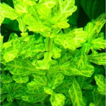 Shinnersia rivularis in vitro bitki 100cc / s08c