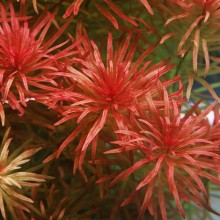 Ludwigia İnclinata Meta 1 Bağ Canlı Bitki / Nadir Tür Bitki