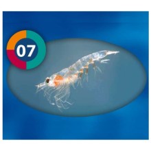 Frozen Food Krill Pasificas 100gr / Dondurulmuş Pasifik Krili
