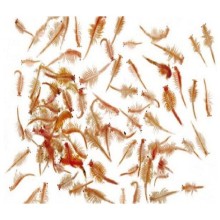 Frozen Fish Food Artemia 100Gr - 19 / Artemia Yetişkin - Dondurulmuş Canlı Yem